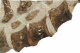 Fossil Plesiosaur (Thililua?) Dorsal Vertebrae - Asfla, Morocco #344930-8